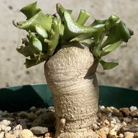 飛竜,ユーフォルビア ステラータ,多肉植物,ユーフォルビア,塊根植物の画像