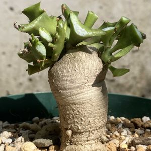 飛竜,ユーフォルビア ステラータ,多肉植物,ユーフォルビア,塊根植物の画像