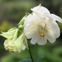 オダマキ,ティアレラ,トレニア,ツリガネソウ,西洋オダマキの画像