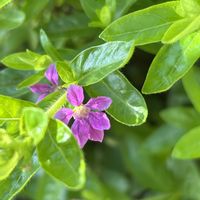 クフェア,ピンクの花,小花好き,GSのみなさんに感謝♡,ありがとう♡の画像