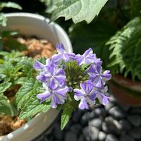 アメリカンブルー,シバザクラ ダニエルクッション,PW,スーパーベナ アイステゥインクル,小さな庭の画像