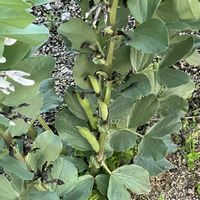 ソラマメ,GS 大好き,がんばろう！,機種変更,いい事ありますようにの画像