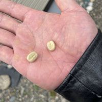 ビワ,コーヒーの木の画像