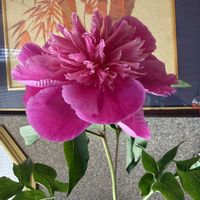 シャクヤク,芍薬,シャクヤク（芍薬）,一輪挿し,我が家の画像