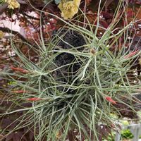 ウスネオイデス,シーディアナ,咲いた！,花のある暮らし,エアー プランツの画像