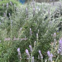 ラベンダー,ラベンダー デンタータ,ナチュラルガーデン,ジャンクガーデン,シェードガーデンの画像