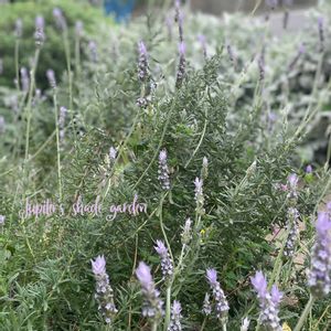 ラベンダー,ラベンダー デンタータ,ナチュラルガーデン,ジャンクガーデン,シェードガーデンの画像
