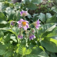 ジャガイモ,家庭菜園の画像