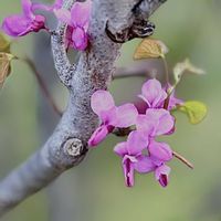 ハナズオウ,ヒメヒオウギ,花散歩,癒しの時間,花のある風景の画像