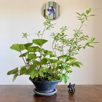 ツワブキ,ツワブキ,ネコヤナギ,ネコヤナギ,イワヤツデの画像