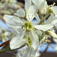 ジューンベリー,ジューンベリー,公園,花壇,ガーデニングの画像