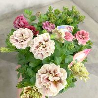 ペチュニア,ペチュニア ホイップマカロン モカモンブラン,ホイップマカロン ピスタチオベリー,ホイップマカロン メルティーピーチ,ホイップマカロン ブラックベリーの画像