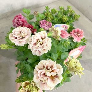 ペチュニア,ペチュニア ホイップマカロン モカモンブラン,ホイップマカロン ピスタチオベリー,ホイップマカロン メルティーピーチ,ホイップマカロン ブラックベリーの画像