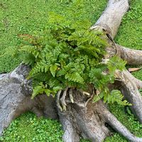 トキワシノブ,散策の画像