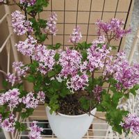 オダマキ,クレマチス,ハマナス,ライラック,クレマチス‘ベルオブウォーキング’の画像