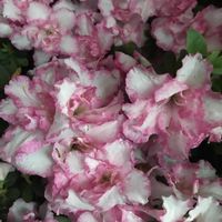 アザレア,ビンクの花♡,自宅のお花,庭の画像