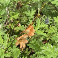 クンシラン,トリトニア,ナルコユリ,センテッドゼラニウムの画像