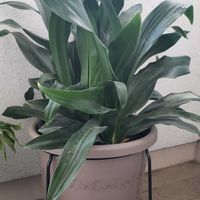 オモト,万年青(おもと),玄関の画像