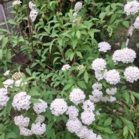 オドリコソウ,ガーベラ,コデマリ,ツクシ,スミレの画像