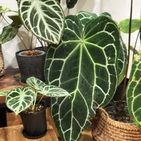 アンスリウム,アンスリウム  クリスタリナム,アンスリウム　ドラヤキ,Anthurium Dorayaki x Silver Blush,観葉植物の画像