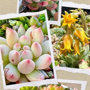 多肉植物,花芽,可愛い,元気！,もりもり多肉の画像