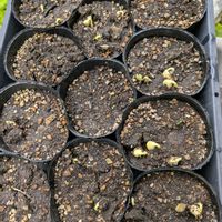 枝豆,ミョウガ,家庭菜園,庭の画像