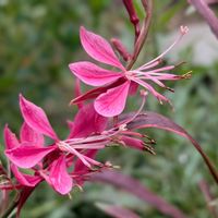 ガウラ,我が家のお花,春の花壇の画像