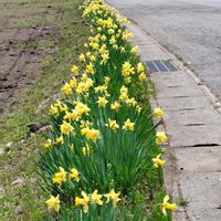 スイセン,ミズバショウ,ワサビ,オオヤマザクラ,ネコノメソウの画像