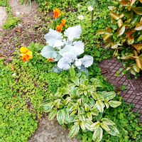 シロタエギクの画像