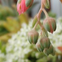 火祭り,春萌,桜吹雪,姫秋麗,高砂の翁の画像