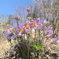 オキナグサの画像