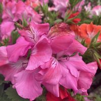 ペラルゴニウムの画像