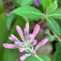 ツキヌキニンドウ,ツキヌキニンドウ,癒し,花のある暮らし,iPhone撮影の画像
