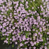 タイム,地植え,開花,ピンクの花,緑が好きの画像