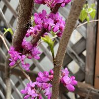 ハナズオウ,ベルフラワー,オトメギキョウ(ベルフラワー),オオムラサキツツジ,ピンクの花の画像