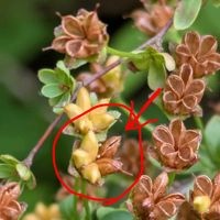 ユキヤナギ,百均マクロレンズ,里山暮らし,袋果の画像