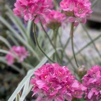 アルメリア,スイセン,小球根の画像