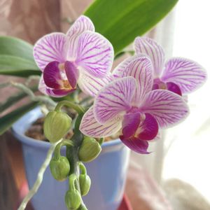 ガーベラ,ゼラニウム,ミニ胡蝶蘭,カマキリの赤ちゃん,春のお花の画像