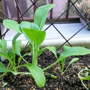 菜心,パンダ菜豆,プランター野菜,プランター菜園,プランター栽培の画像