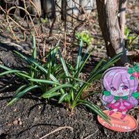 クロッカス,つるアイスバーグ,ロアルドダール,マリーヘンリエッテ,北海道の画像