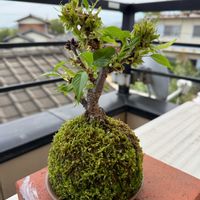 旭山桜,苔玉の画像