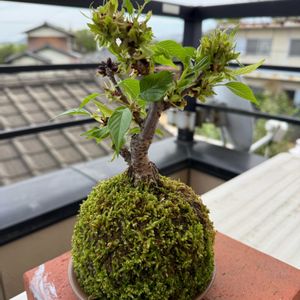 旭山桜,苔玉の画像
