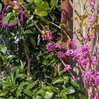 シークワーサー,シークワーサー,ハナズオウ,ミント,カエルさんの画像