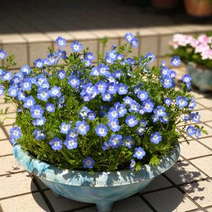 ネモフィラ,ネモフィラ・インシグニスブルー, ネモフィラ,ネモフィラ♡,鉢植えネモフィラの画像