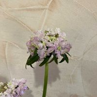 ストックの画像