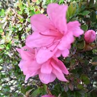 スミレ,ロータスブリムストーン,アズーロコンパクト,つつジ,花のある暮らし♡の画像