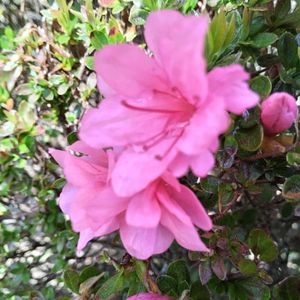 スミレ,ロータスブリムストーン,アズーロコンパクト,つつジ,花のある暮らし♡の画像