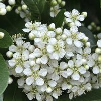 ピラカンサ,ピラカンサ,ピラカンサ,白い花,バラ科の画像