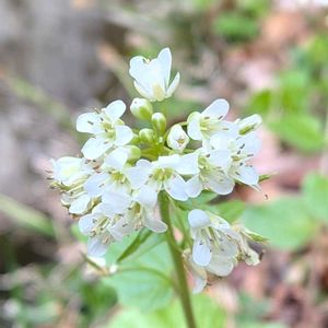 ユリワサビ,百合山葵,雑草,山野草,野草の画像