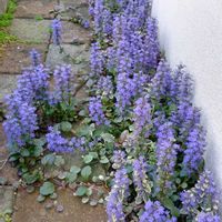 アジュガ,タイム,花のある暮らし♡の画像